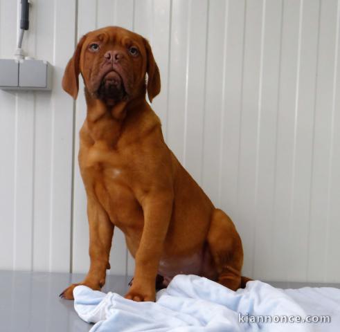 chiot dogue-de-bordeaux