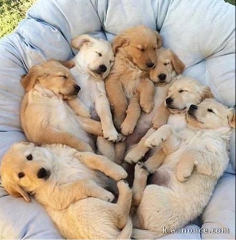 Chiots goldens retrievers