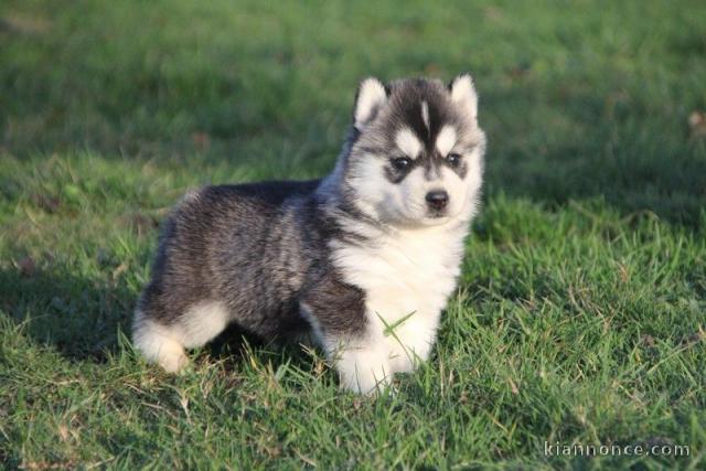 Chiots husky disponible de suite pour famille