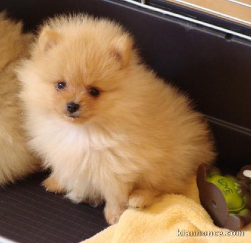 A céder petite chiot type spitz nain lof