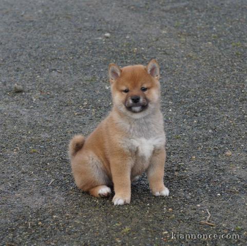 Adorables bébés shiba inu