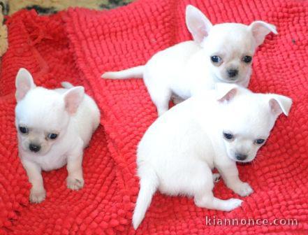 Chiots chihuahuas femelles a donner