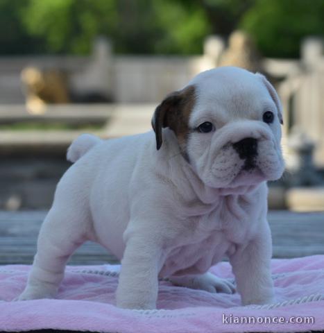 Donnes chiot bulldog anglais femelle et mâle vaccinée