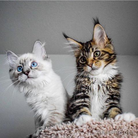 Adorables chatons Maine coon