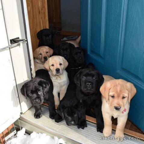 Chiots labrador retrievers