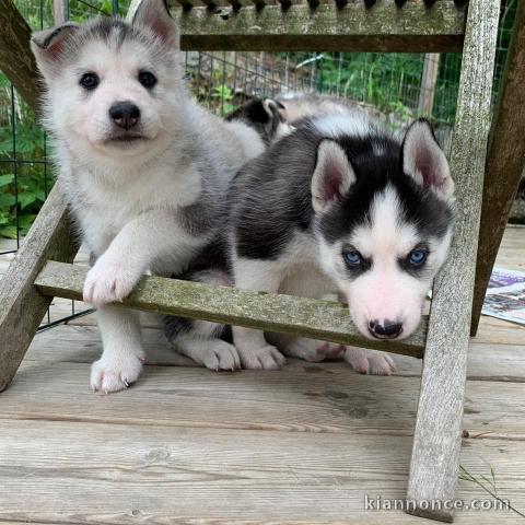 A donné chiot sibérien husky au yeux bleu