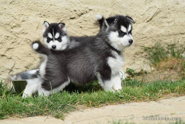 A donné chiot sibérien husky au yeux bleu