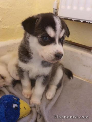 magnifiques Chiots Husky Sibérien LOF 1 mâle et femelles