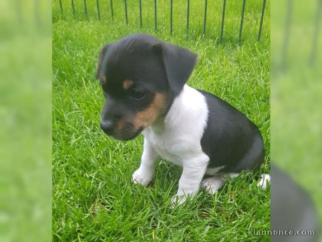 CHIOTS DE RACE JACK RUSSEL