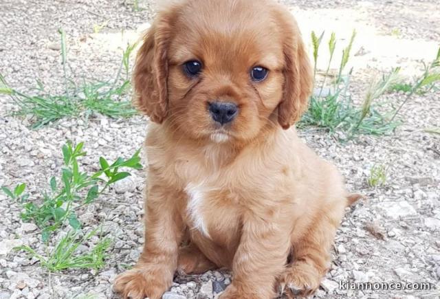 To give magnificent Cavalier King Charles puppies