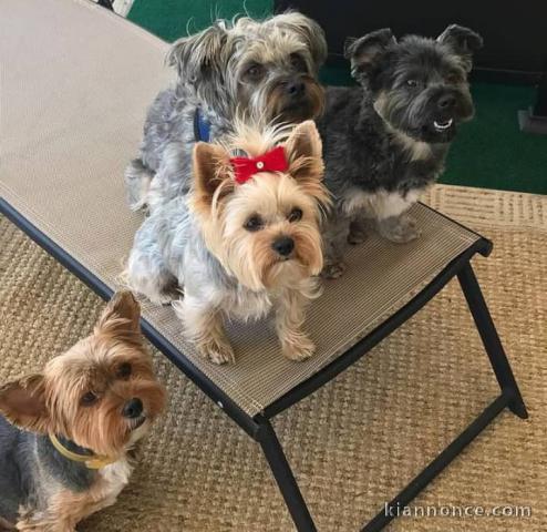 Magnifiques Chiots Yorkshires