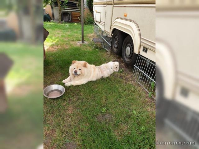 Chiot chow chow disponible de suite 