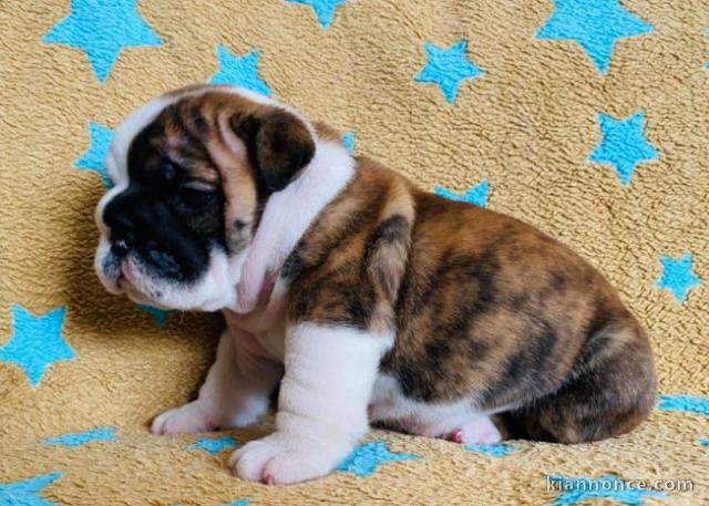 chiot bulldog anglais lof a donner