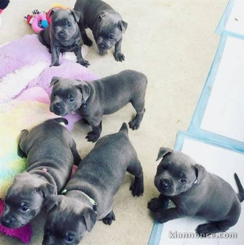 Magnifiques Chiots Yorkshires