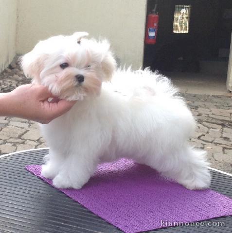 Adorable chiot bichon maltais femelle a donner