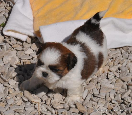 chiot shih-tzu trois mois