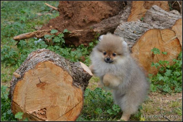 Chiot de pure race spitz allemand