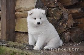 chiot samoyede trois mois