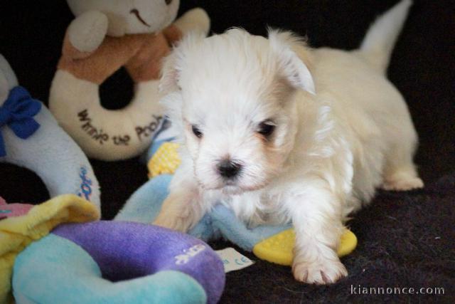 Offre belle chiot bichon maltais femelle