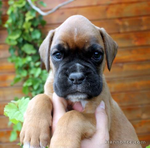 Je donnes chiot boxer femelle