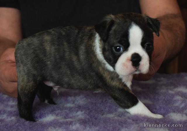 Donne chienne Boston Terrier