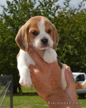 Magnifique et adorable chiot beagle