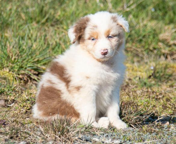 Magnifique et adorable chiot berger australien