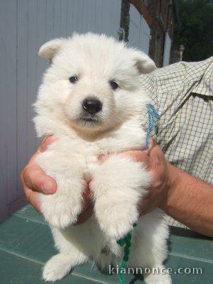 Magnifique et adorable chiot berger blanc suisse 