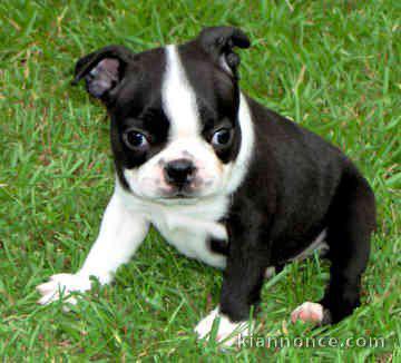 Magnifique et adorable chiot boston terrier 