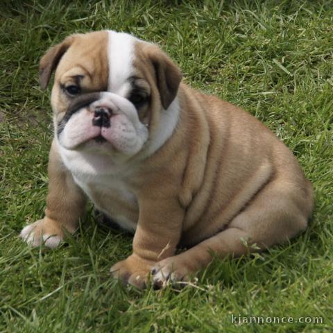 Magnifique et adorable chiot bulldog anglais 