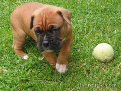 Magnifique et adorable chiot boxer