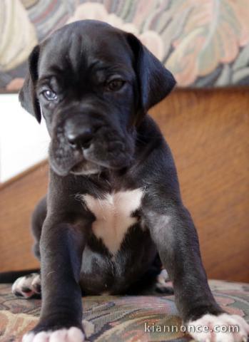 Magnifique et adorable chiot dogue allemand