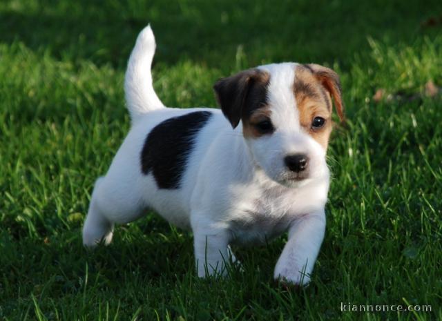 Magnifique et adorable chiot jack russell