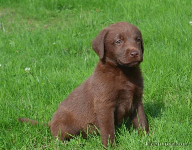 Magnifique et adorable chiot labrador 