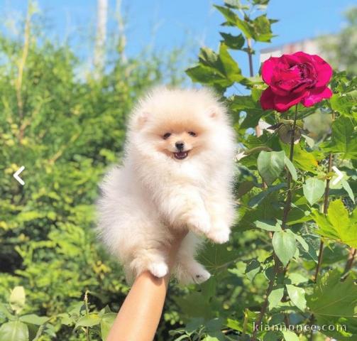 Magnifique et adorable chiot spitz nain