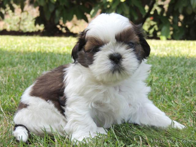 Magnifique et adorable chiot shih tzu 