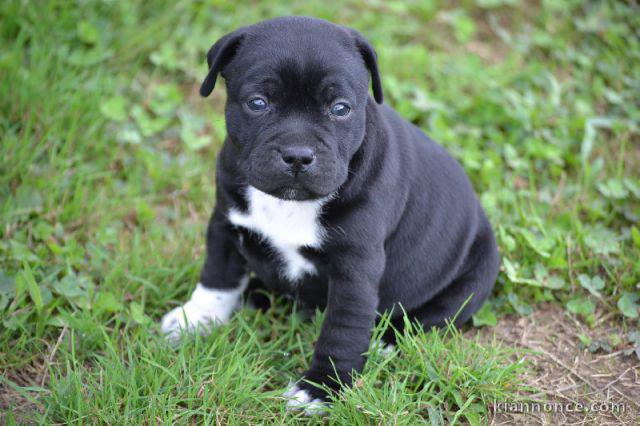 Magnifique et adorable chiot american stafforshire bull terrier  