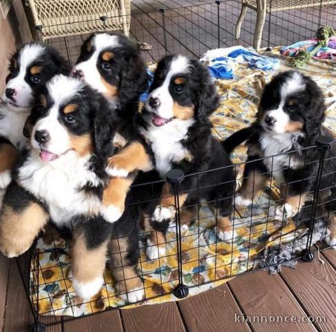 Super Chiots bouvier bernois en adoption pour de bonne famille