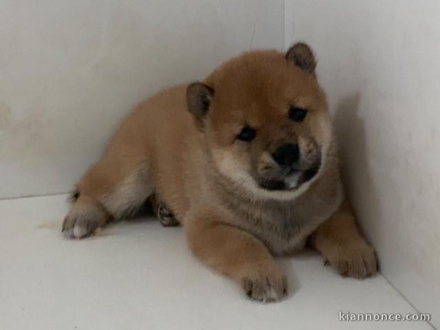 Donne chiot type Shiba Inu