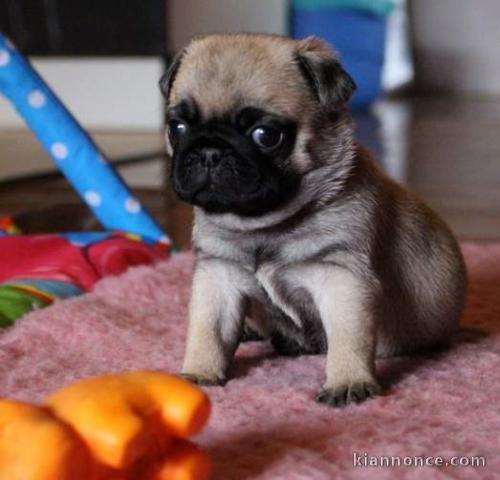 chiots carlin  LOF a donner