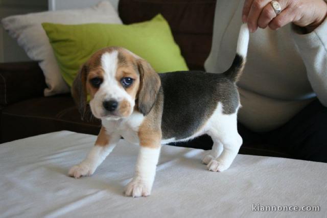 chiot beagle trois moi