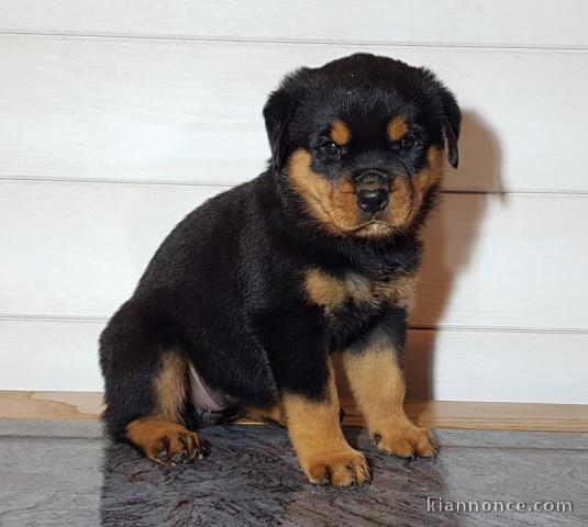 A donner chiot rottweiler lof