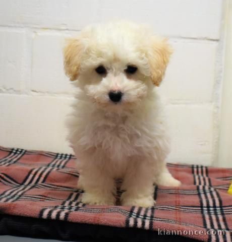 chiot bichon frise trois mois