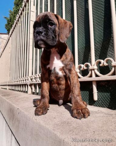 Adorable chiot Boxer femelle et mâle a donner