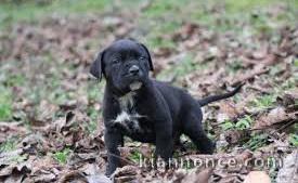 chiot cane corso masstiff trois mois