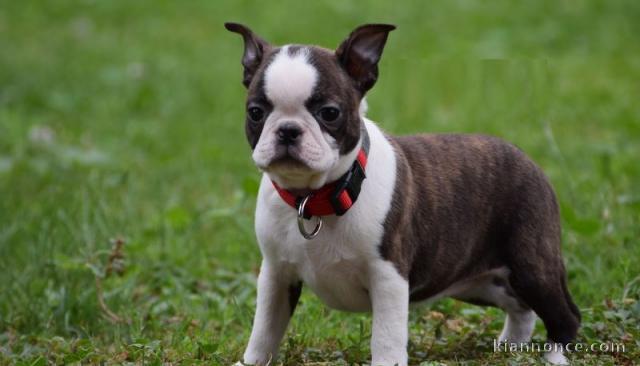 Chiot Boston Terrier  lof a donner