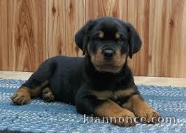 chiot doberman trois mois