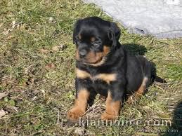 chiot rottweiler trois mois