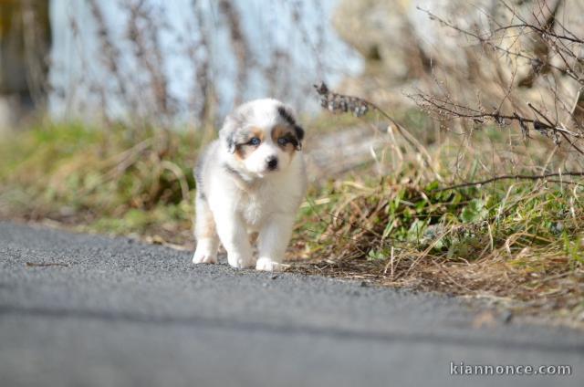 chiot berger australien  a donner