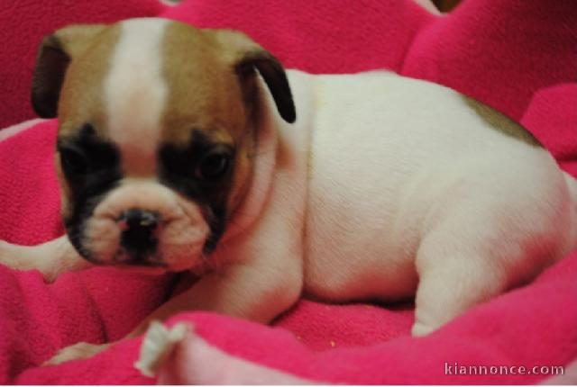 À donner chiot bouledogue français femelle rouge fauve